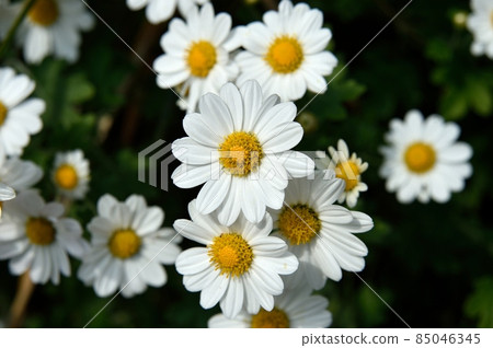 薩摩野菊花 85046345