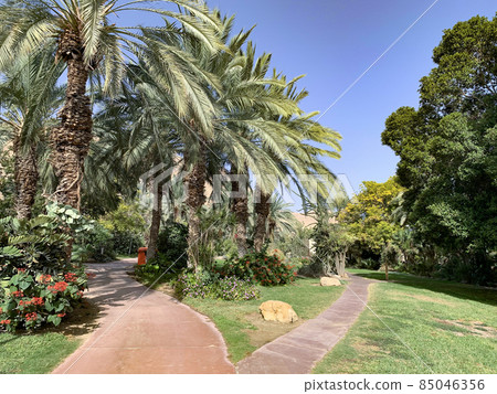 Ein Gedi Botanical Garden on the shores of the Dead Sea Ein Gedi Botanical Garden on the shores of the Dead Sea 85046356