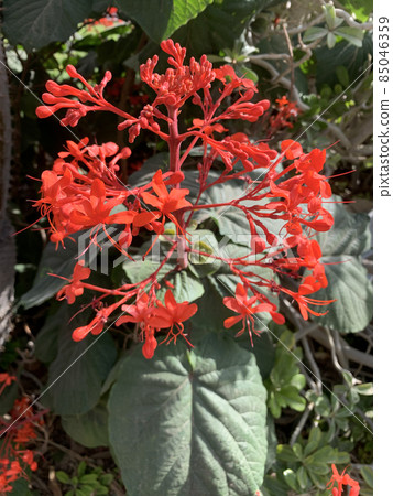 Flowering tropical shrub Clerodendrum speciosum Flowering tropical shrub Clerodendrum speciosum 85046359