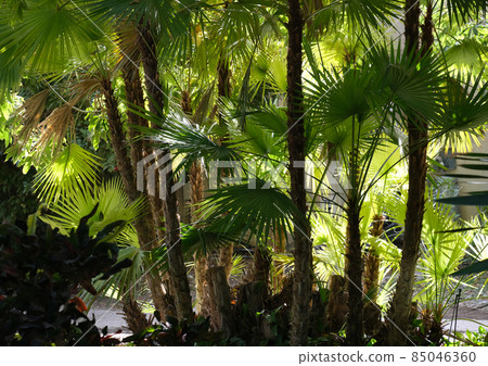 Paurotis palm, Everglades palm or Madeira palm in Ein Gedi Botanical Garden Paurotis palm, Everglades palm or Madeira palm in Ein Gedi Botanical Garden 85046360