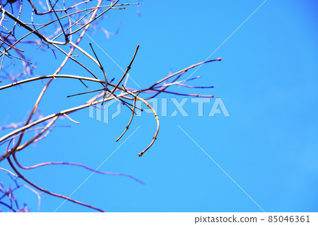 Hibernating tree branches 85046361