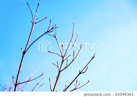 Hibernating tree branches Hibernating tree branches 85046362