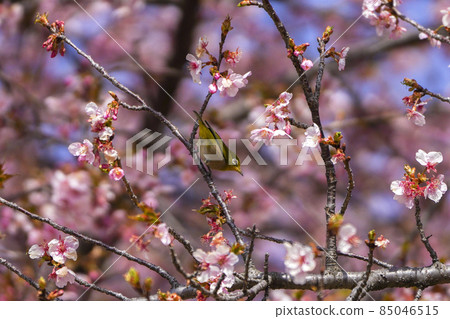 Kawazu cherry tree and mezzo Kawazu cherry tree and mezzo 85046515