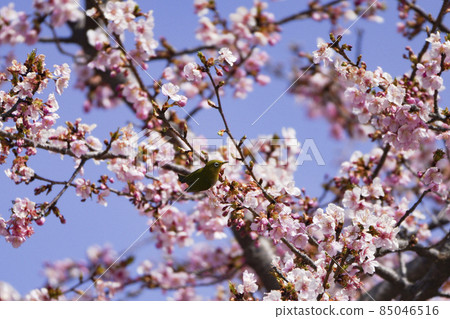 Kawazu cherry tree and mezzo 85046516