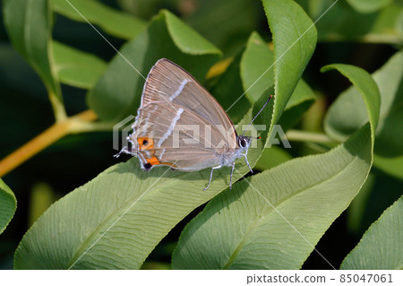 Favonius taxila 女性(北海道知床) Favonius taxila 女性(北海道知床) 85047061