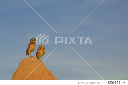 Closeup of owls in nature, Brazil. wildlife Closeup of owls in nature, Brazil. wildlife 85047144