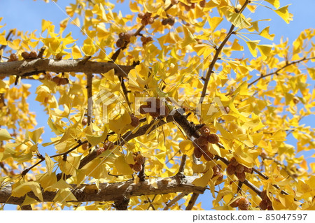 Ginkgo tree lined Odaminami Park [Hyogo Prefecture] 85047597