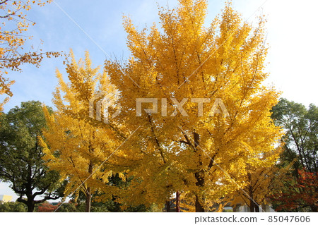 Ginkgo tree lined Odaminami Park [Hyogo Prefecture] 85047606