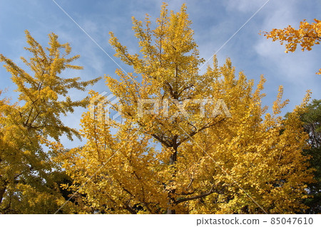 Ginkgo tree lined Odaminami Park [Hyogo Prefecture] 85047610
