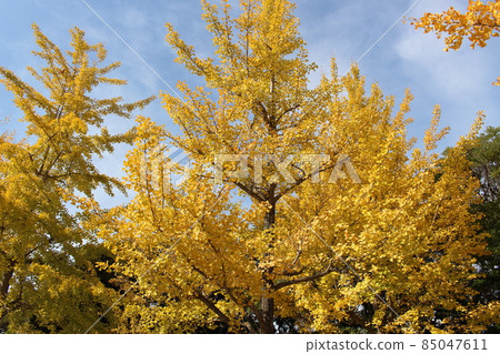 Ginkgo tree lined Odaminami Park [Hyogo Prefecture] 85047611
