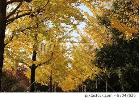 Ginkgo tree lined Odaminami Park [Hyogo Prefecture] 85047626
