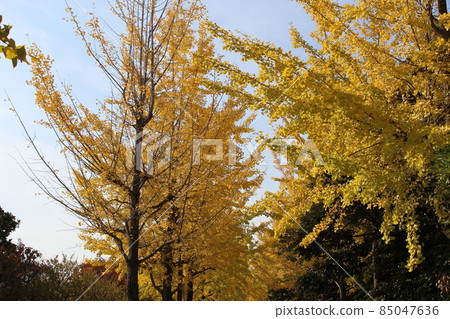 Ginkgo tree lined Odaminami Park [Hyogo Prefecture] 85047636