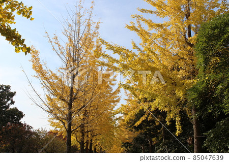 Ginkgo tree lined Odaminami Park [Hyogo Prefecture] 85047639