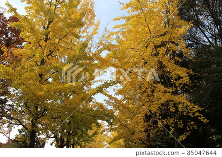 Ginkgo tree lined Odaminami Park [Hyogo Prefecture] 85047644