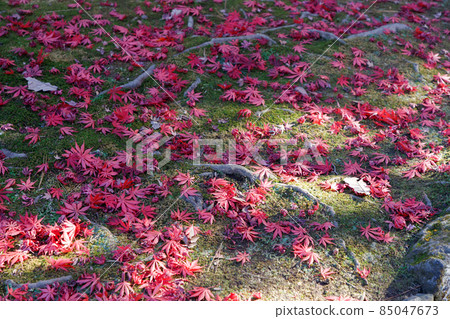 落在綠色苔蘚和陽光上的紅楓枯葉 落在綠色苔蘚和陽光上的紅楓枯葉 85047673