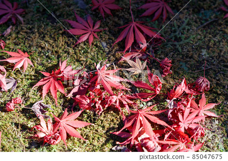 落在綠色苔蘚和陽光上的紅楓枯葉 落在綠色苔蘚和陽光上的紅楓枯葉 85047675