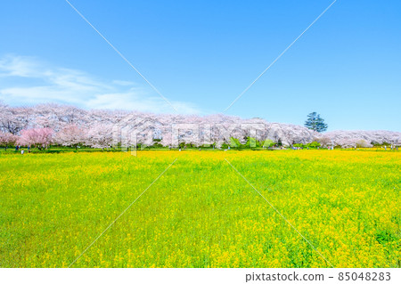 Gyodo神社 85048283