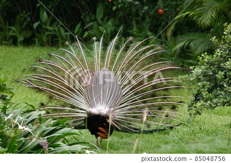 the beautiful Male Peacock at the park, hong kong 85048756