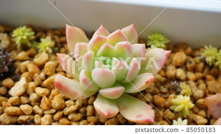 麥考斯 麥考斯 85050183