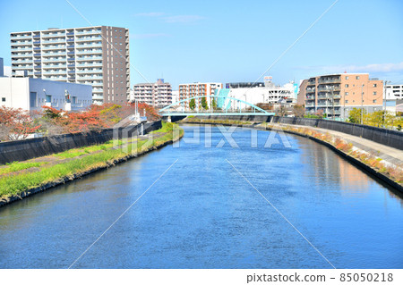 Chogosakura Bridge / 信石川上游 / 往平成橋方向看（東京都板橋區） [2021.11] 85050218