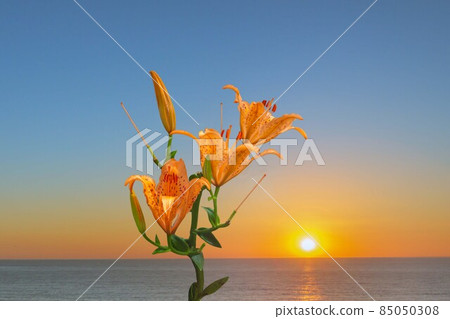 Summer Nishiizu: Lilium maculatum flowers blooming on the coast and the setting sun on the horizon 85050308