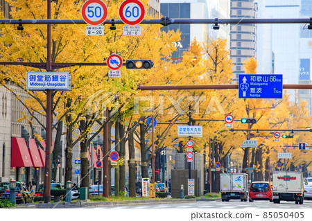 Osaka Prefecture Autumn Midosuji ginkgo trees and luxury boutique district 85050405