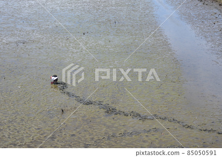 多摩川上的大石橋灘塗 多摩川上的大石橋灘塗 85050591