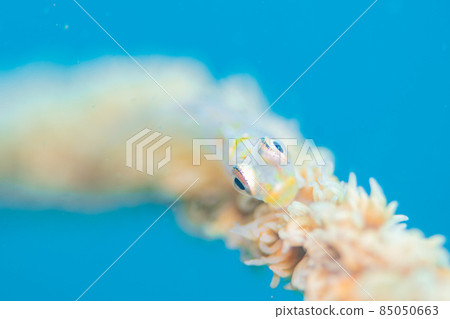 蝦虎魚 85050663