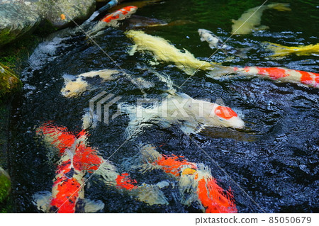 七彩鯉魚池 85050679