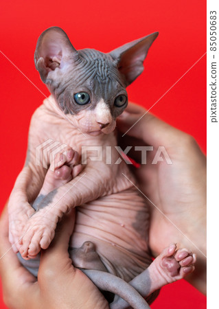 Seven weeks old blue and white Canadian Sphynx kitten is in hands of female veterinarian conducting medical exam of animals. Red background. Pet health protection concept. Point of view shot. Seven weeks old blue and white Canadian Sphynx kitten is in hands of female veterinarian conducting medical exam of animals. Red background. Pet health protection concept. Point of view shot. 85050683