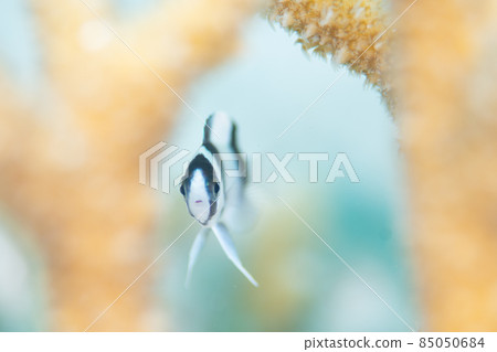 Damselfish Damselfish 85050684