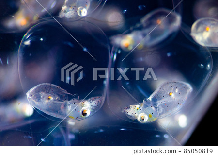 squid squid 85050819