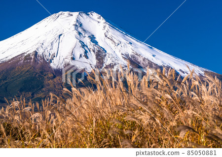 《Yamanashi Prefecture》 Autumn Mt. Fuji / Susuki no Meadow 《Yamanashi Prefecture》 Autumn Mt. Fuji / Susuki no Meadow 85050881