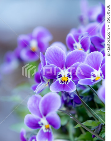 Viola, a beautiful flower that blooms in Andersen Park Viola, a beautiful flower that blooms in Andersen Park 85050936