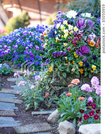 Viola, a beautiful flower that blooms in Andersen Park Viola, a beautiful flower that blooms in Andersen Park 85050959