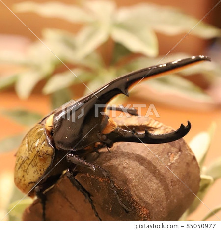 Hercules beetle in captivity 85050977