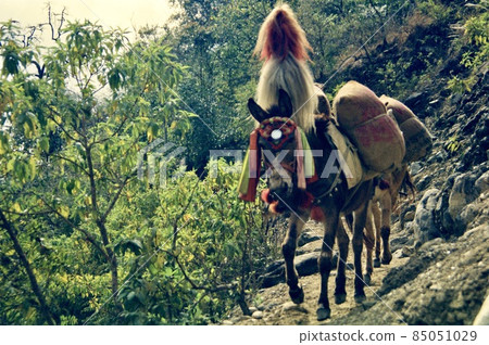 Donkey on the Mountain Road-February 1996 (Annapurna Mountains / Nepal) Donkey on the Mountain Road-February 1996 (Annapurna Mountains / Nepal) 85051029