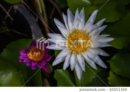 Blooming pink and white fancy waterlily or lotus flower in pond. Blooming pink and white fancy waterlily or lotus flower in pond. 85051169