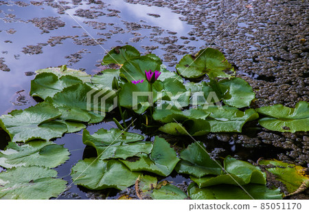 Blooming light pink fancy waterlily or lotus flower in pond. Blooming light pink fancy waterlily or lotus flower in pond. 85051170