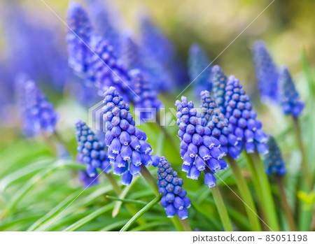 Blue buds flowers Muscari armeniacum or Grape Hyacinth. Viper bow 85051198