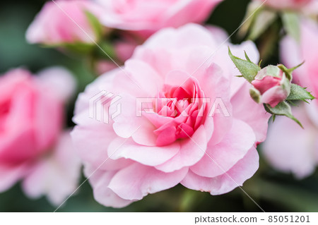 Soft pink rose Bonica with buds in the garden. Perfect for background of greeting cards for birthday, Valentine's Day and Mother's Day Soft pink rose Bonica with buds in the garden. Perfect for background of greeting cards for birthday, Valentine's Day and Mother's Day 85051201