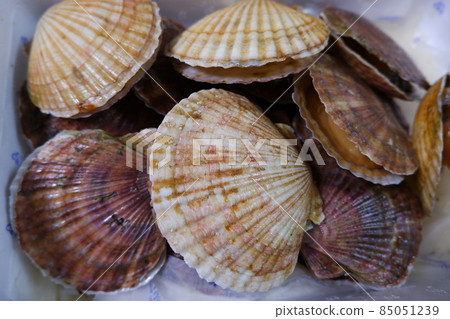 With scallop shell With scallop shell 85051239