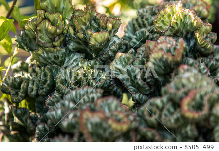 Euphorbia Lactea, Cristata, succulent plant. 85051499