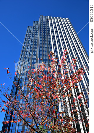 Autumn leaves and skyscrapers 85051513