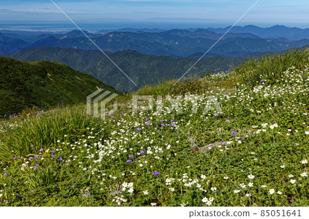 View of the flower field and the Sea of Japan on the Asahi mountain range and the ridge of Mt. Itoh 85051641