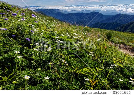 朝日山脈和伊藤山脊線上的高山植物群落和多雲山脈 朝日山脈和伊藤山脊線上的高山植物群落和多雲山脈 85051695
