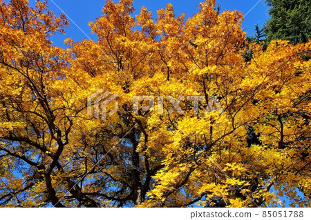 一棵大樹的黃葉 Acer buergerianum 一棵大樹的黃葉 Acer buergerianum 85051788