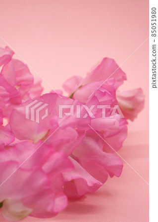 粉紅甜豌豆 85051980