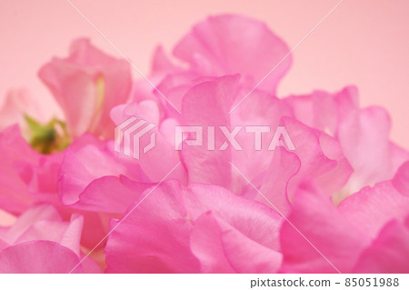 Pink sweet pea Pink sweet pea 85051988