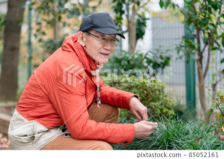 Senior male hobby gardening 85052161